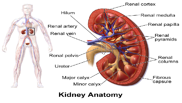 Kidney