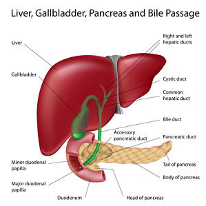 Liver